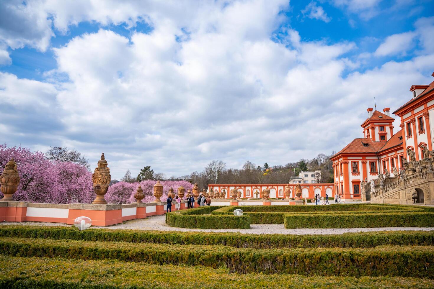 Praga, tcheco república - marcha 17, 2024. florescendo sakura dentro troja Palácio parque dentro Primavera Tempo dentro Praga, tcheco república. Alto qualidade foto