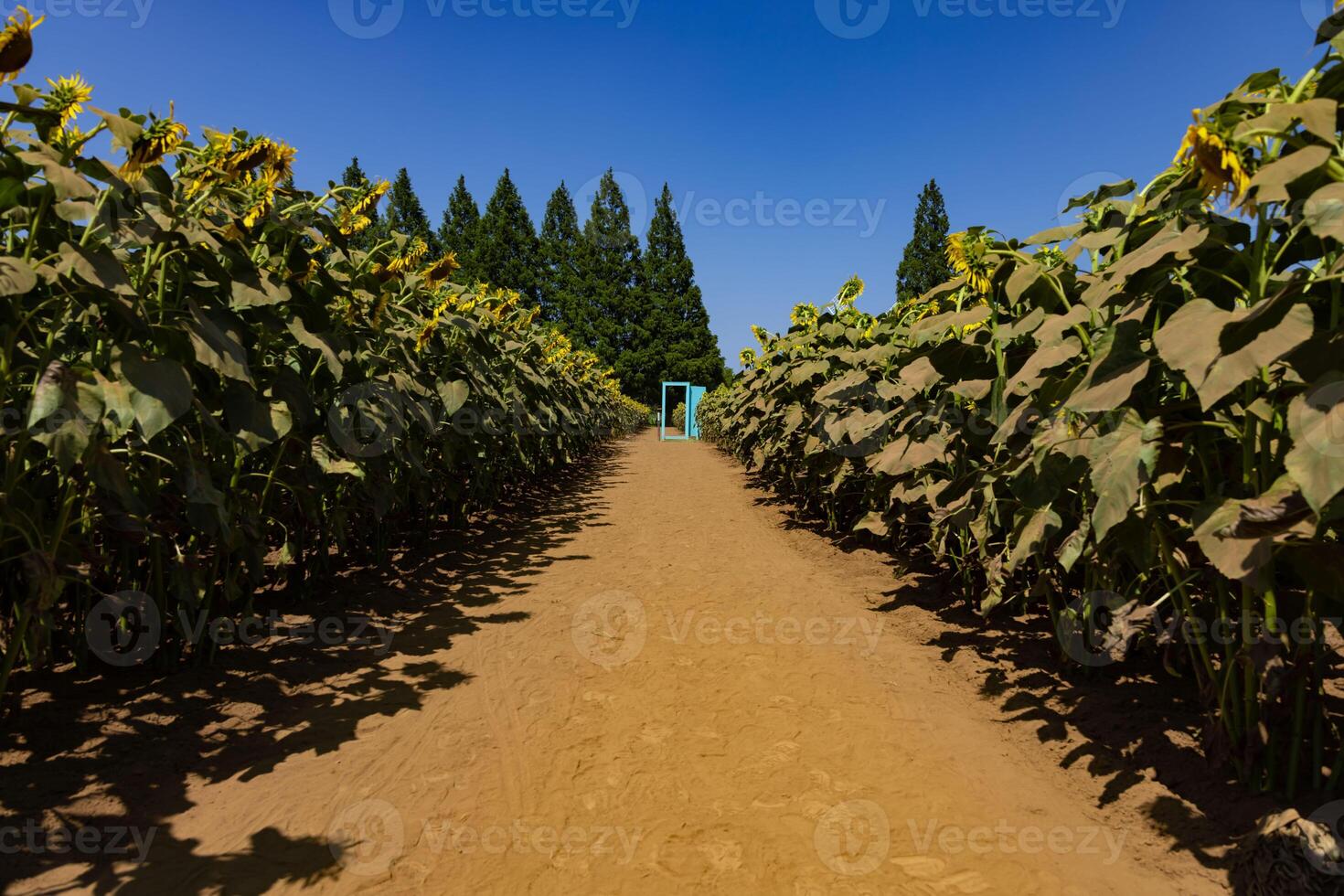 girassóis e luz azul porta às a Fazenda ensolarado dia foto