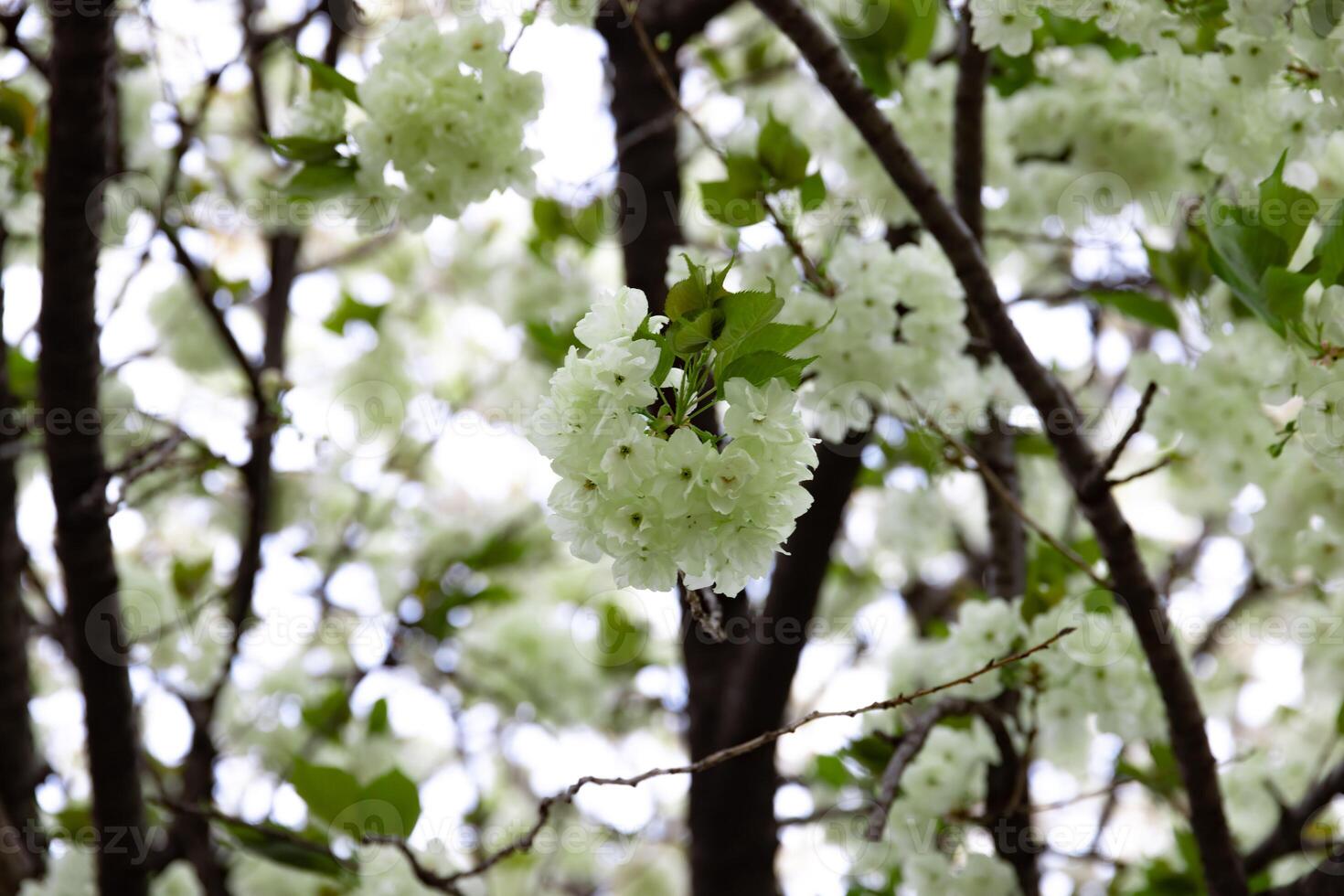 Ukon cereja flores balançando dentro a vento nublado dia fechar-se foto