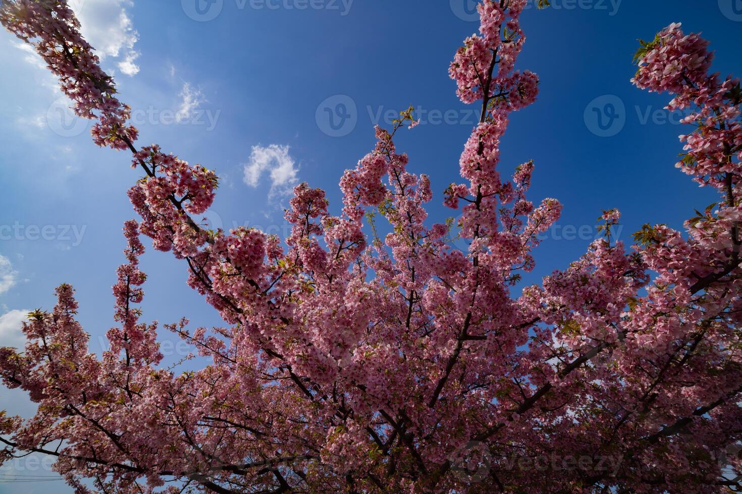 kawazu cereja flores dentro cheio flor às a parque foto