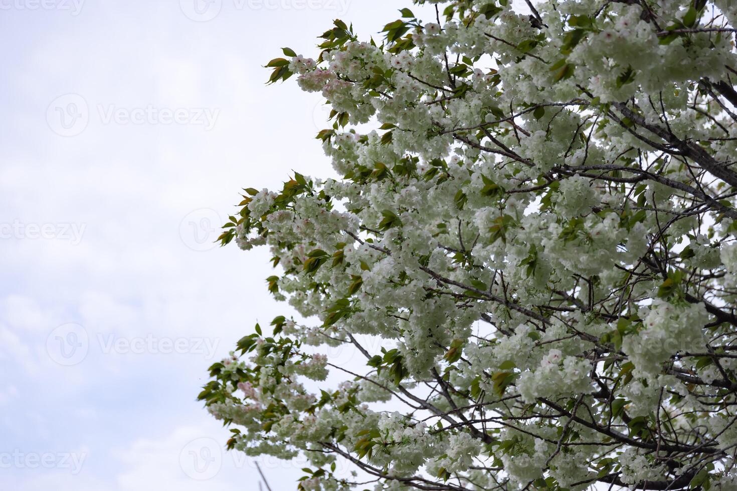 Ukon cereja flores balançando dentro a vento nublado dia foto