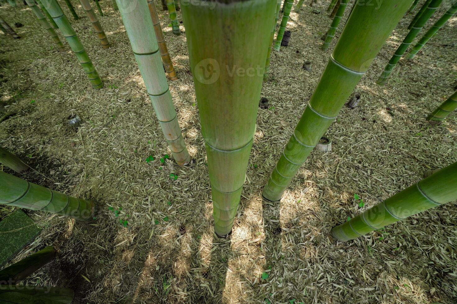 uma verde bambu floresta dentro Primavera ensolarado dia olhando baixa foto