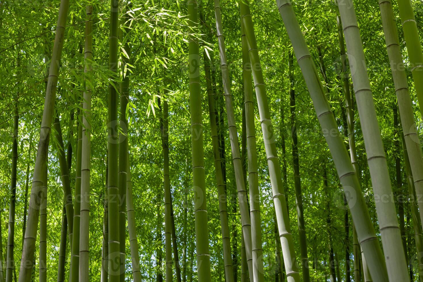 verde bambu folhas dentro japonês floresta dentro Primavera ensolarado dia foto