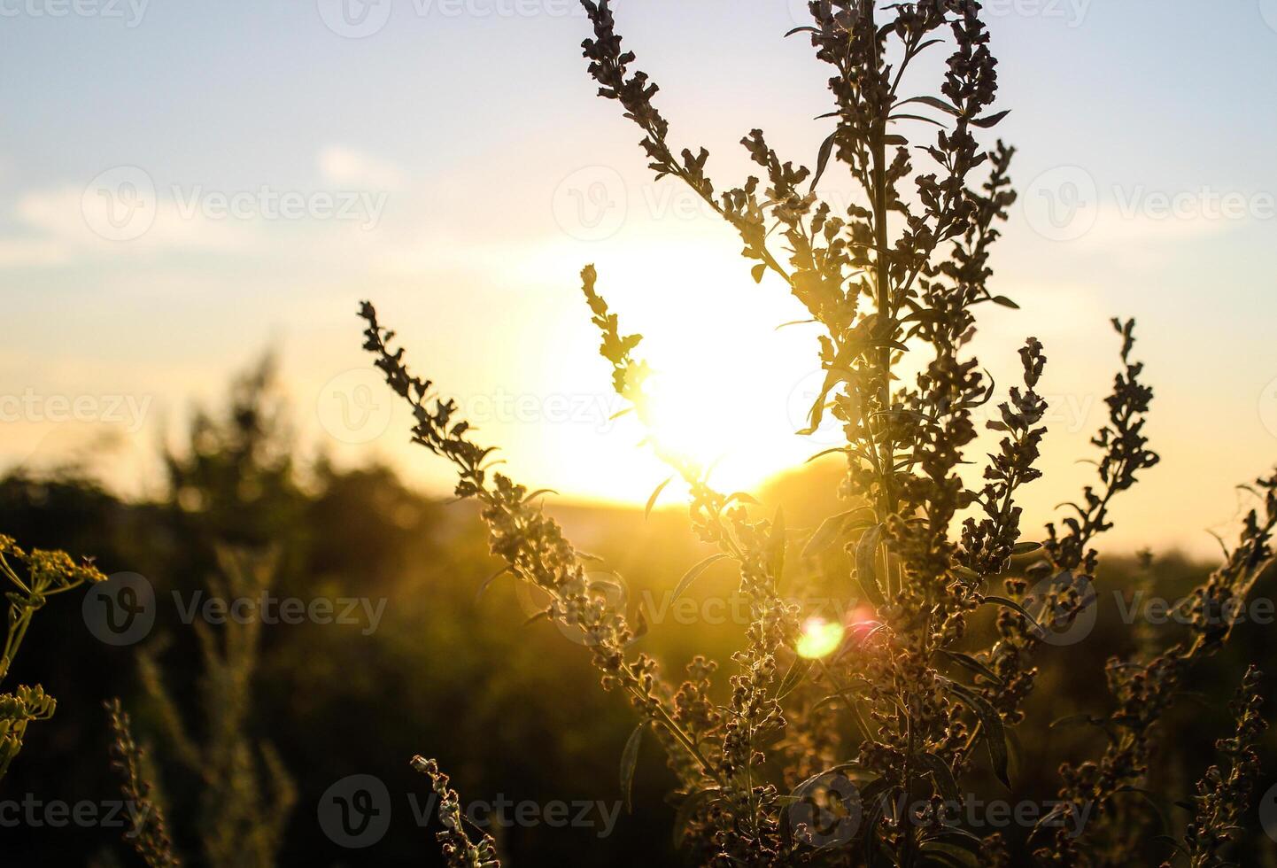 pôr do sol caloroso verão fundo do a floração absinto foto