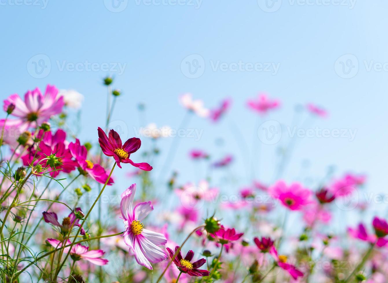 lindo campo de flores rosa cosmos sob um céu azul claro foto