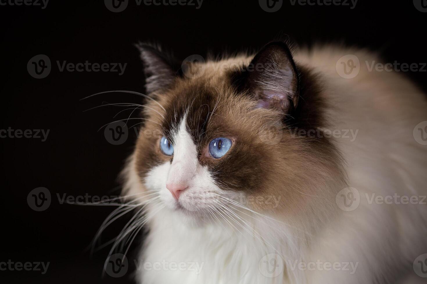 lindo jovem saudável boneca de pano gato em uma Preto fundo. foto