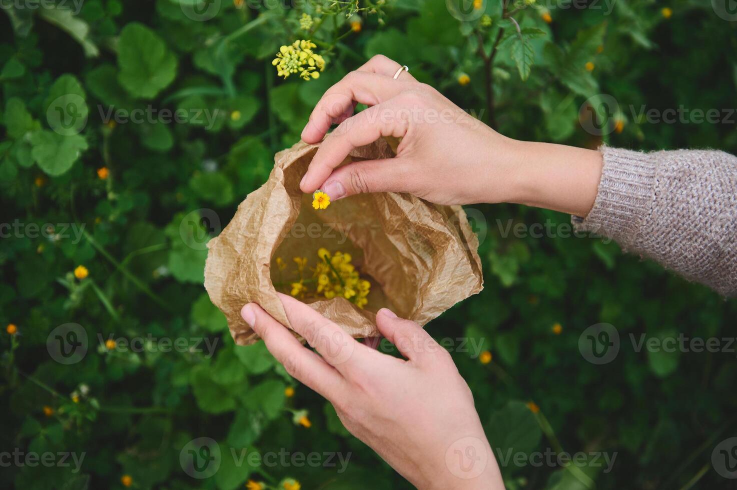 fechar-se mãos do uma jovem mulher encontro ervas e plantas para médico usar, colecionar flores dentro uma papel saco ao ar livre foto