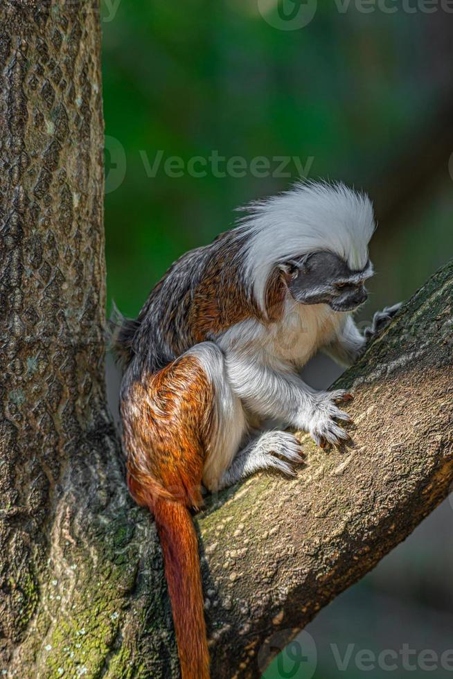 retrato de macaco sagüi geoffroy engraçado e colorido das selvas amazônicas do Brasil, adulto, masculino. foto