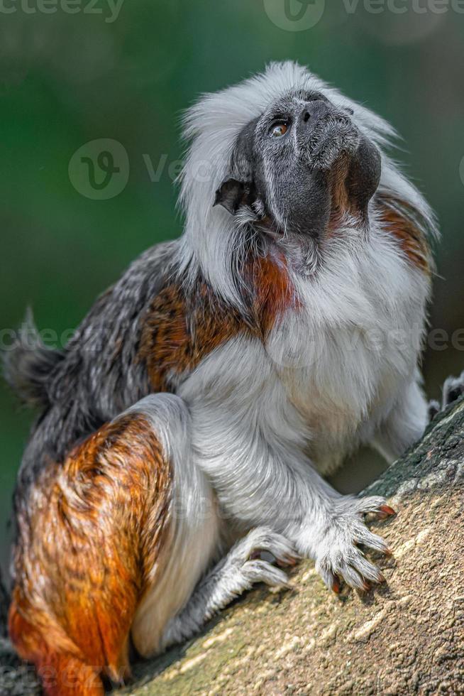 retrato de macaco sagüi geoffroy engraçado e colorido das selvas amazônicas do Brasil, adulto, masculino. foto