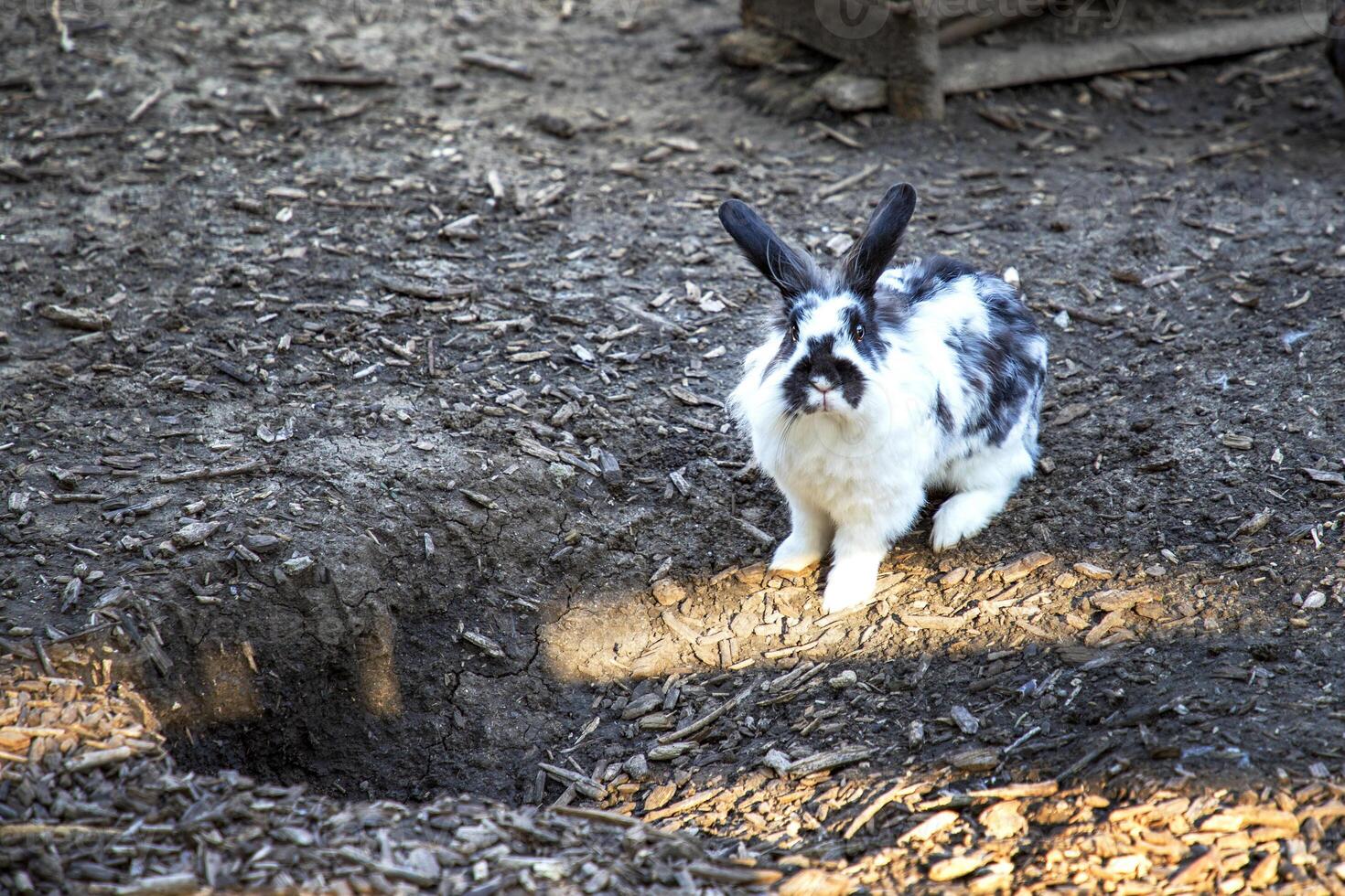 Coelho fofa fofo animal e orifício às jardim zoológico Prado. foto