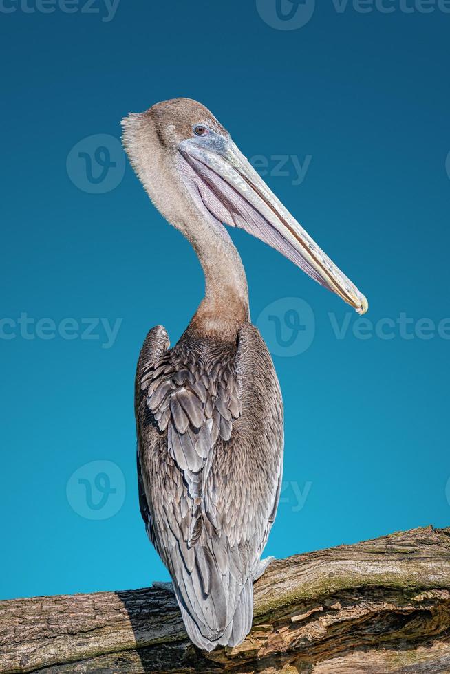 retrato de um lindo pelicano dálmata macho enorme sentado no tronco da árvore, isolado no fundo gradiente do céu azul escuro. foto