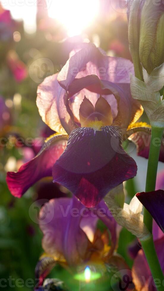 floral natural fundo com azul gardênia, Rosa rosa, branco crisântemo fechar-se foto