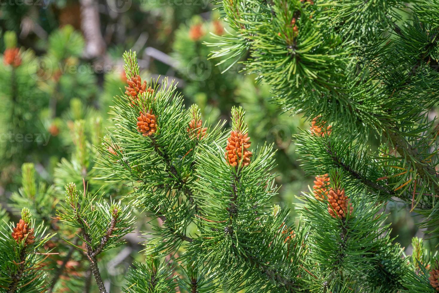 árvore de abeto selvagem verde bonita com pequenos cones marrons jovens, closeup, detalhes. foto