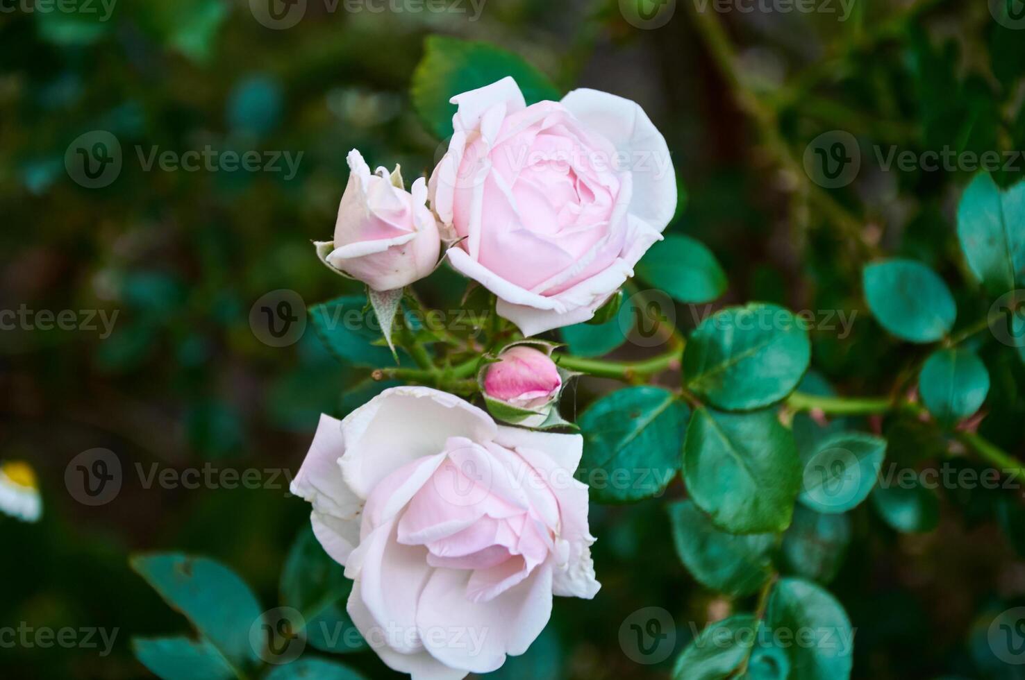 Rosa rosa fechar-se dentro verão dentro a jardim. lindo floral fundo. dia dos namorados dia e feriados. amor e ternura foto