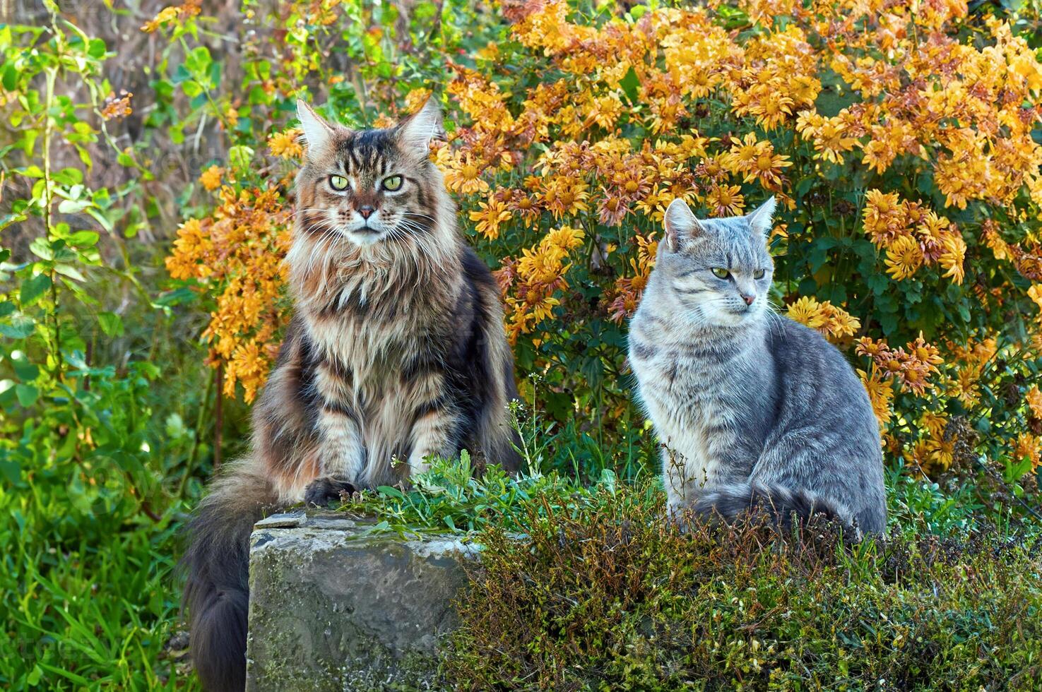 dois gatos sentado em a Relva perto a arbusto do amarelo crisântemos dentro a jardim. maine coon gato e cinzento gato foto