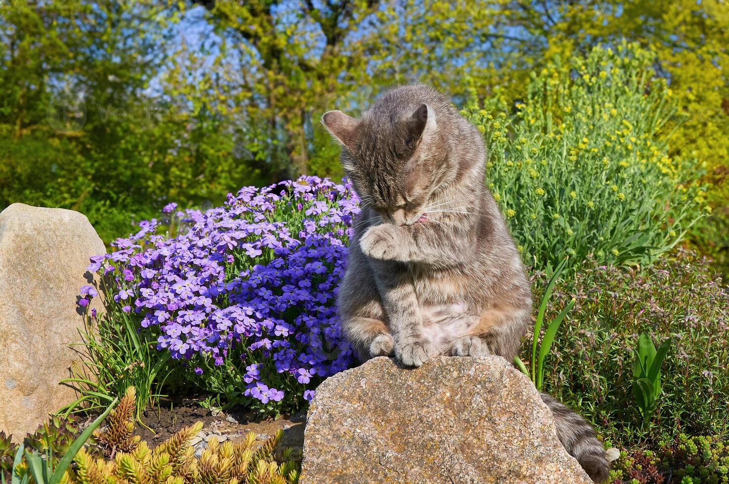 a gato lavagens dele face. uma cinzento gato é sentado em uma pedra perto Primavera flores dentro uma jardim. a gato é bocejando. animais de estimação caminhando dentro a aberto ar. fechar acima do uma gato. foto