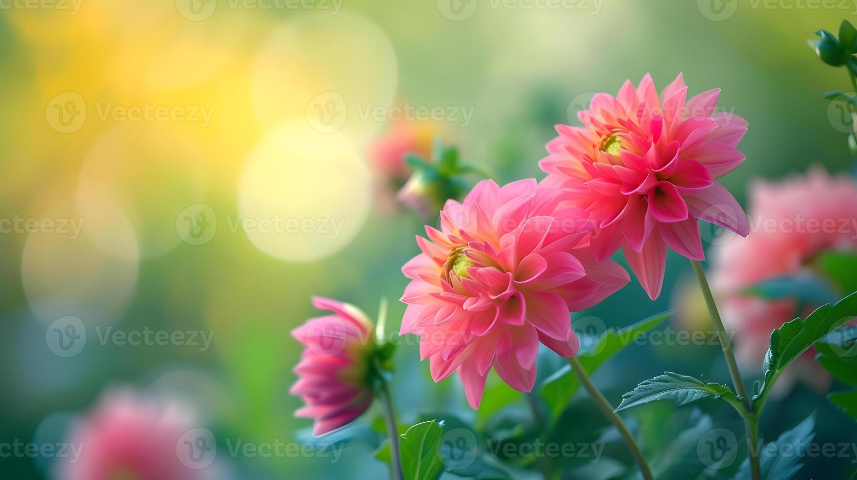 ai gerado vibrante Rosa dália flores florescendo dentro iluminado pelo sol jardim fundo foto