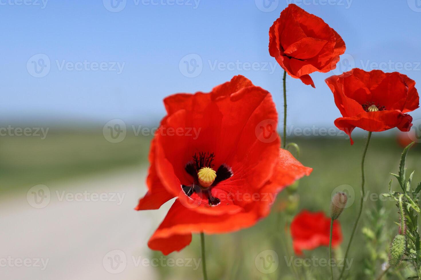 fechar acima do a vermelho selvagem papoula flores dentro a verde trigo campo. papoula estames e pistilo. azul limpar \ limpo céu em uma quente ventoso verão ensolarado dia. cópia de espaço lado visualizar. seletivo foco. borrado fundo. foto