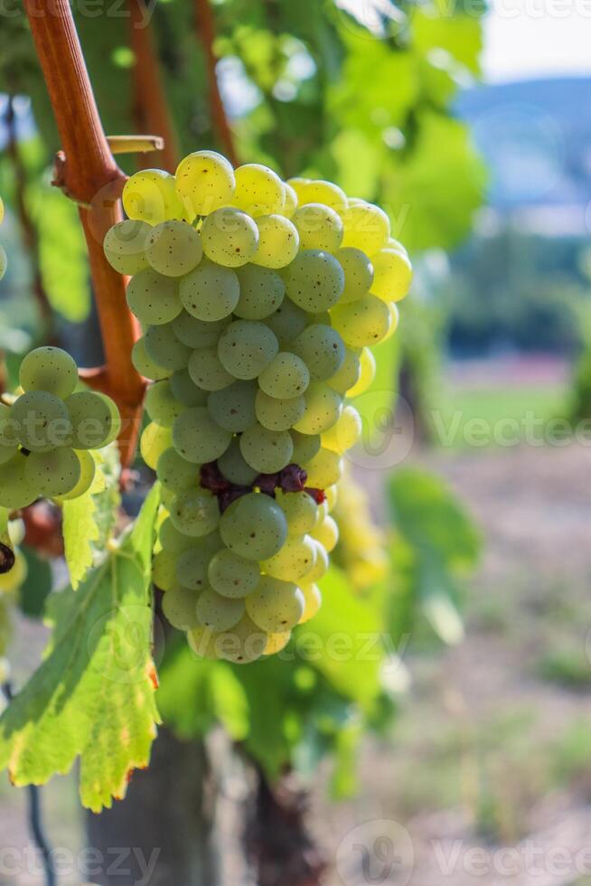 fechar acima do ampla branco maduro uvas suspensão em uma ramo. Sylvaner uva agricultura. grande saboroso verde uva cachos. Vinhedo videira colinas em a fundo. wurzburg, baviera, Alemanha. seletivo foco foto