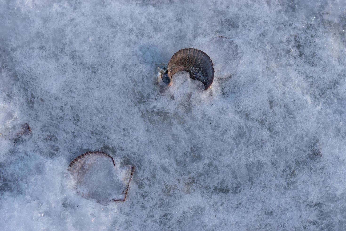 conchas de vieira em um fundo de gelo branco foto