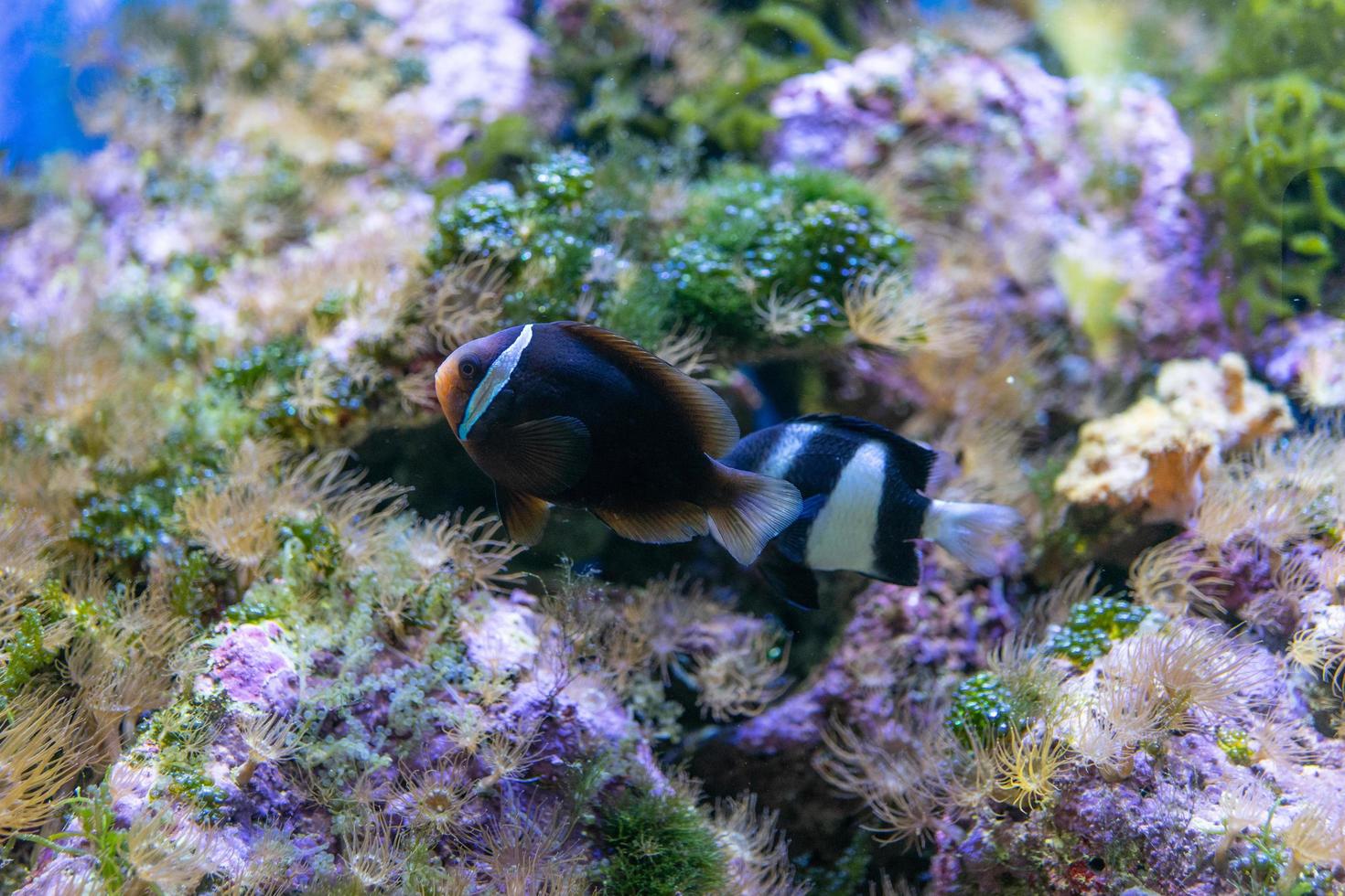 peixes de aquário no fundo de rochas artificiais e vegetação. foto