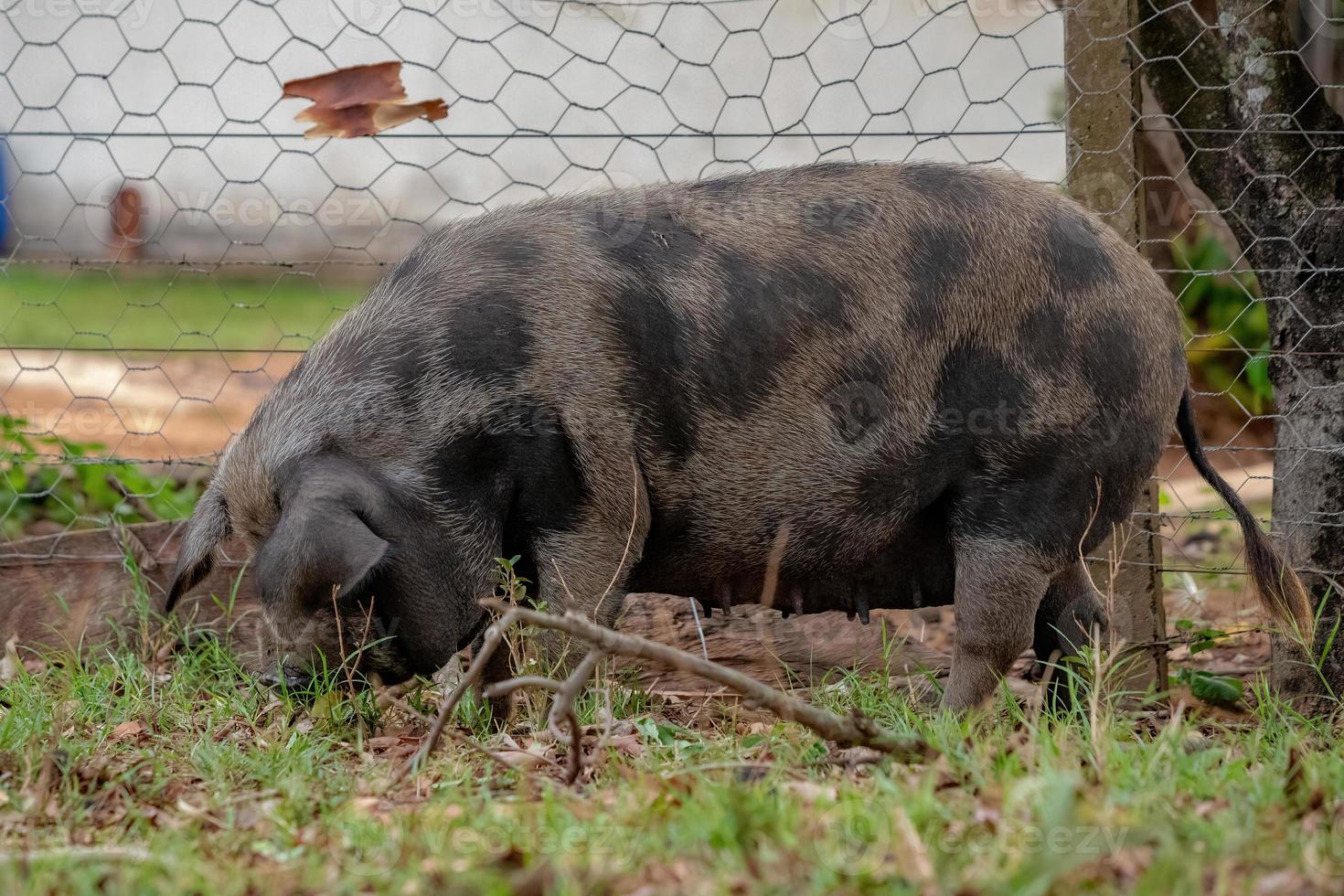 porco criado em um chiqueiro ao ar livre foto