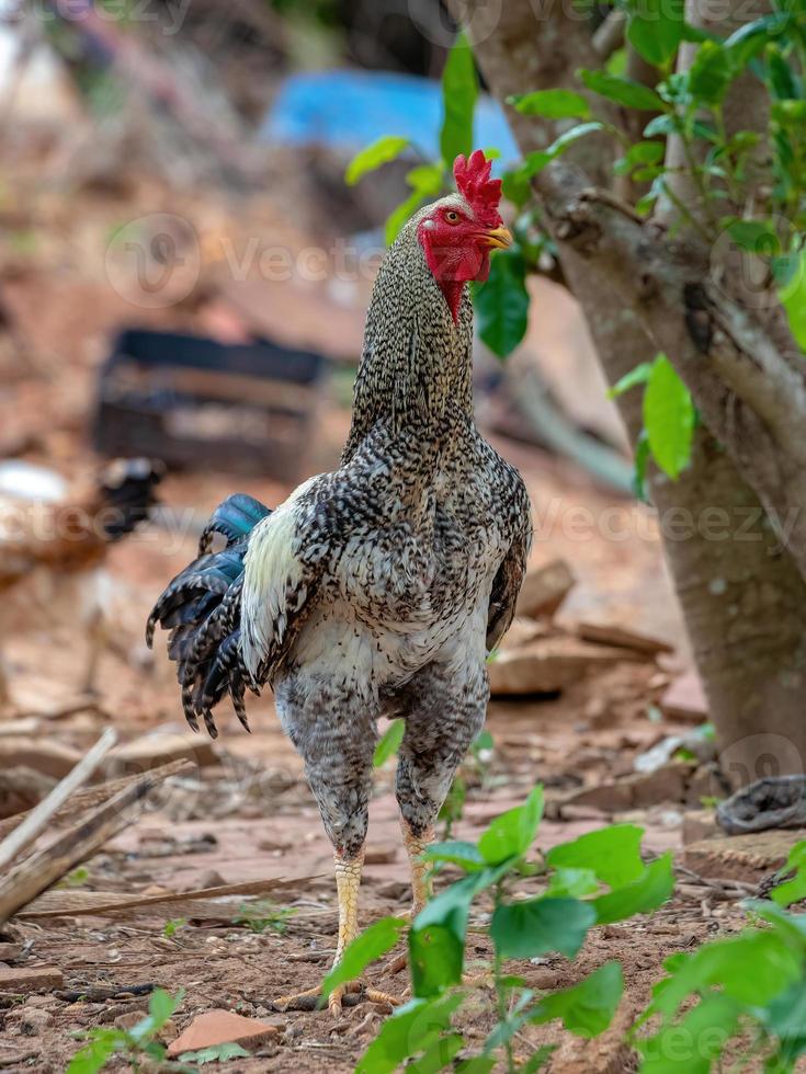 galo adulto cinza com crista vermelha foto