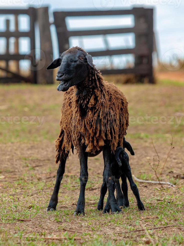 filhote de ovelha negra e sua mãe foto