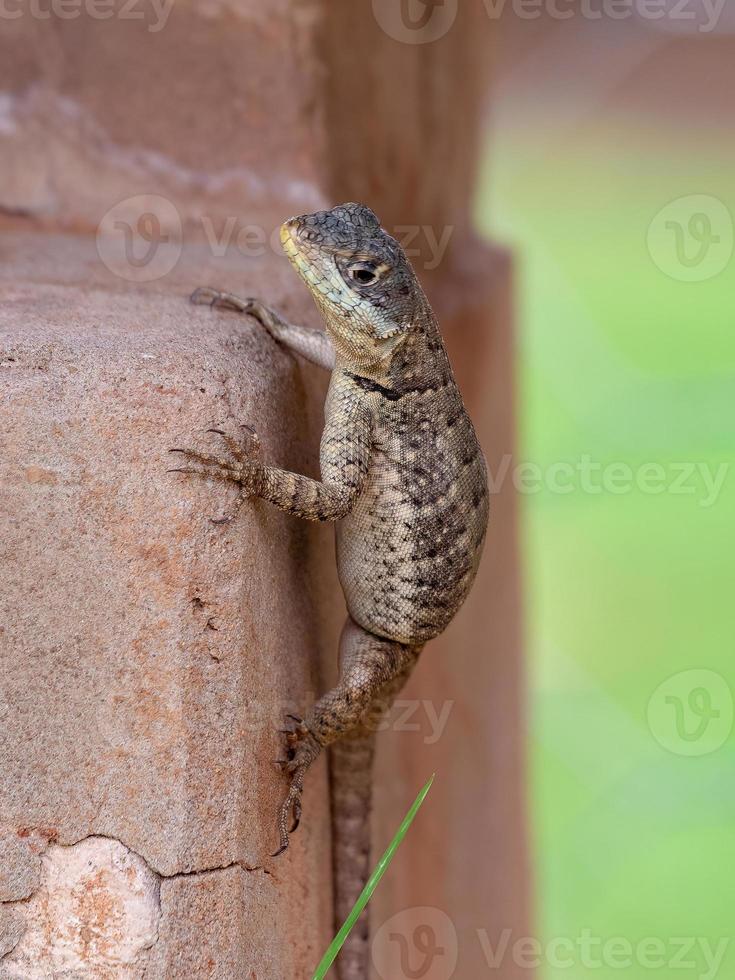 pequeno lagarto terrestre foto