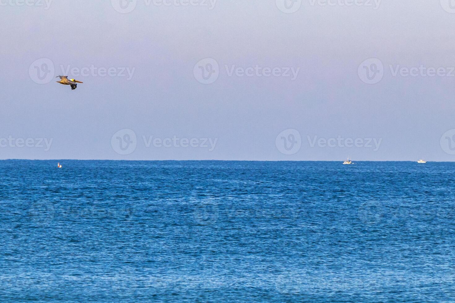 lindo pássaro pelicano pássaros pelicanos voando sobre o mar méxico. foto