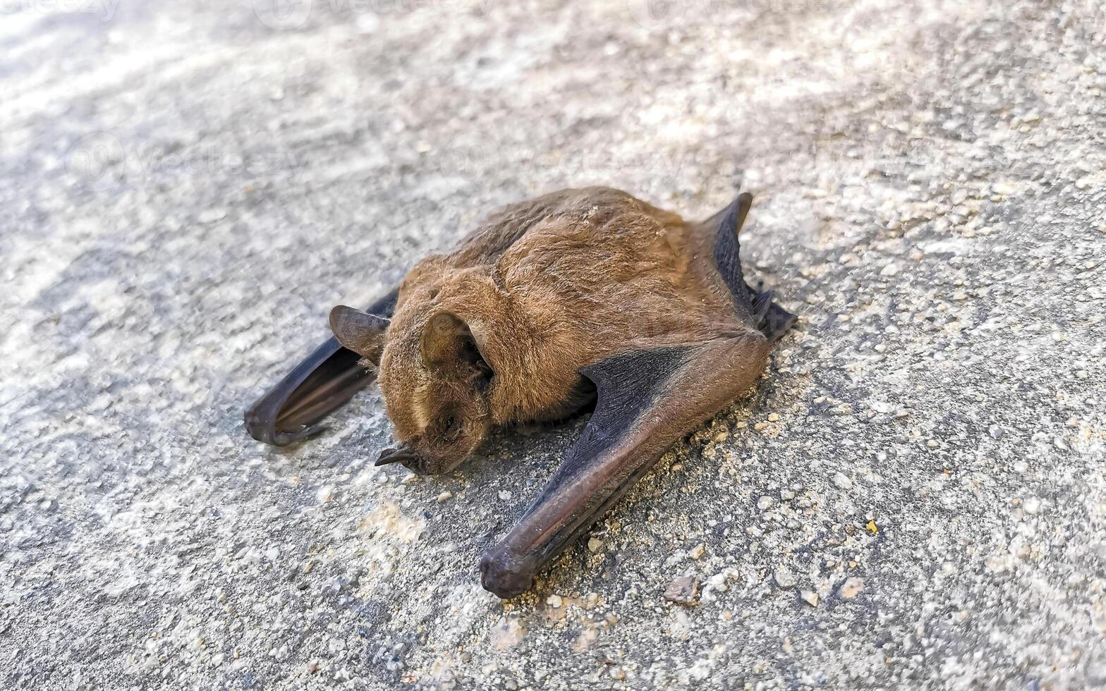 morto bastão em a terra dentro porto escondido México. foto