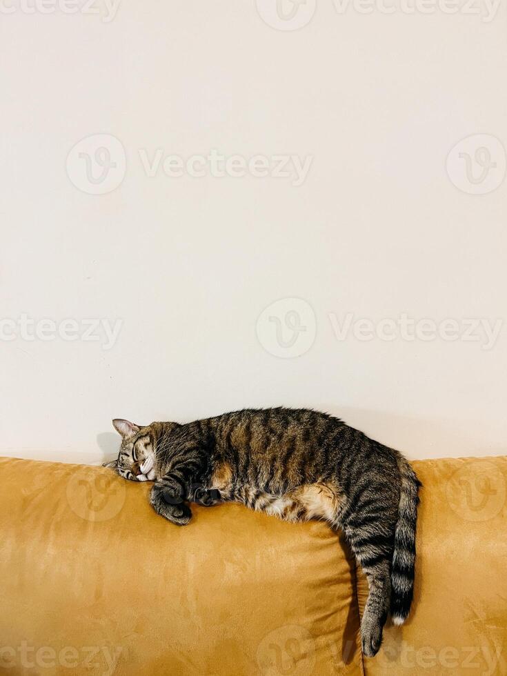 malhado gato dorme em a costas do uma amarelo sofá dentro a quarto foto