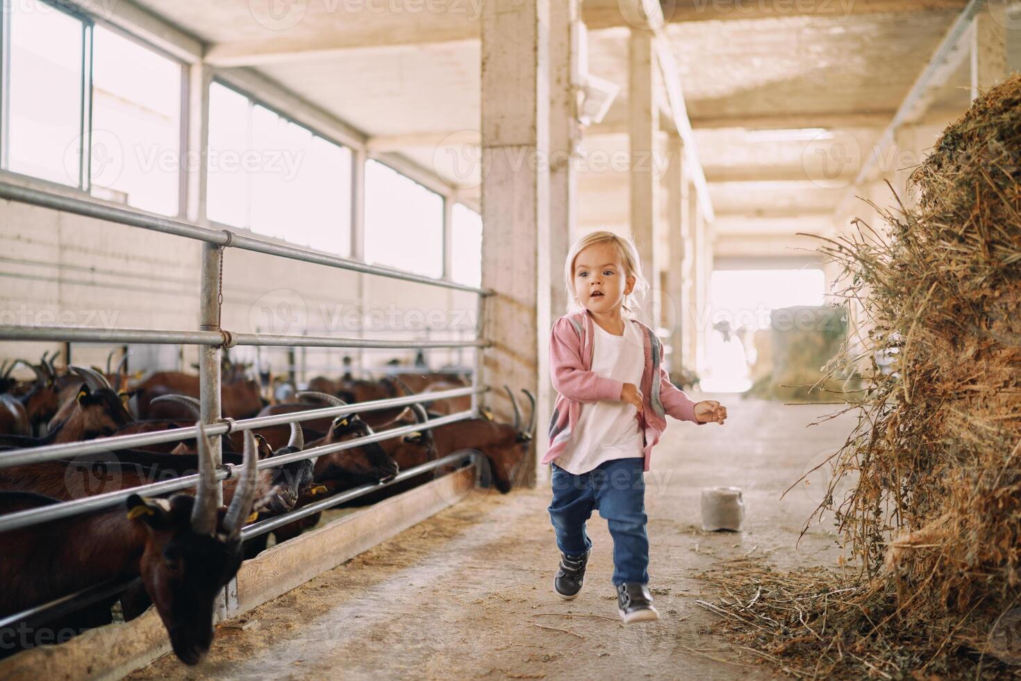 pequeno menina corre através a Fazenda entre linhas do bode canetas foto