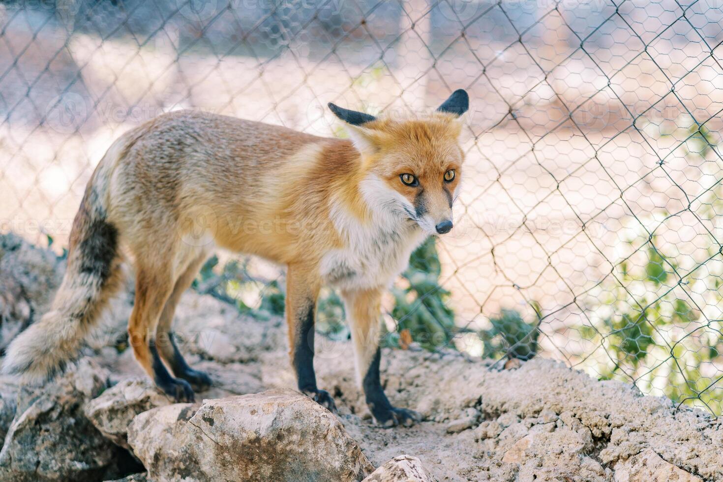 vermelho Raposa anda em em pedras dentro uma jardim zoológico cercado foto