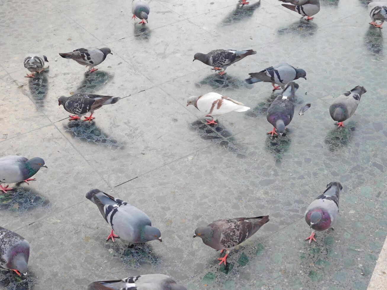 pombos ao ar livre dentro a quadrado foto