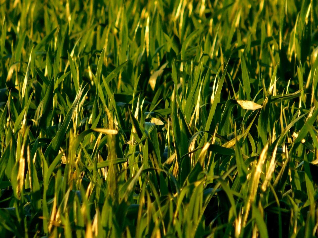 gramado textura ao ar livre foto