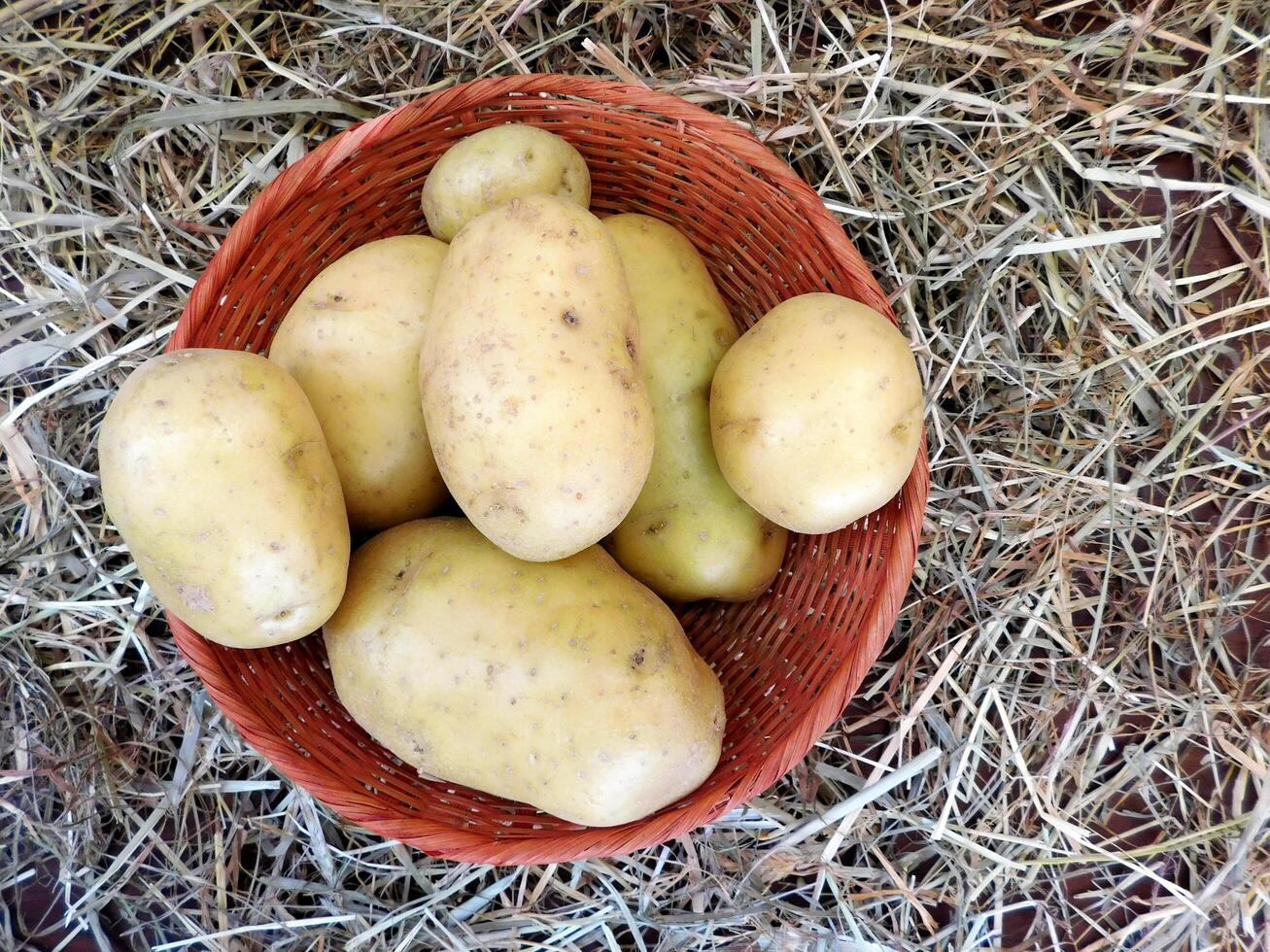 batatas dentro a jardim foto