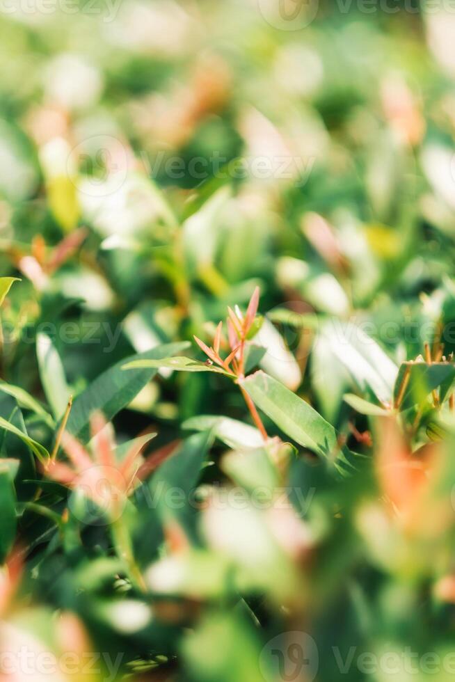 uma vibrante, fechar acima fotografia capturando a fresco verde folhas e suave vermelho dicas do uma próspero arbusto, ideal para uma sereno e natural fundo. foto