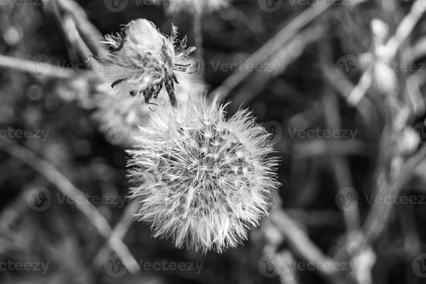 dente-de-leão de sementes de flores silvestres em prado de fundo foto