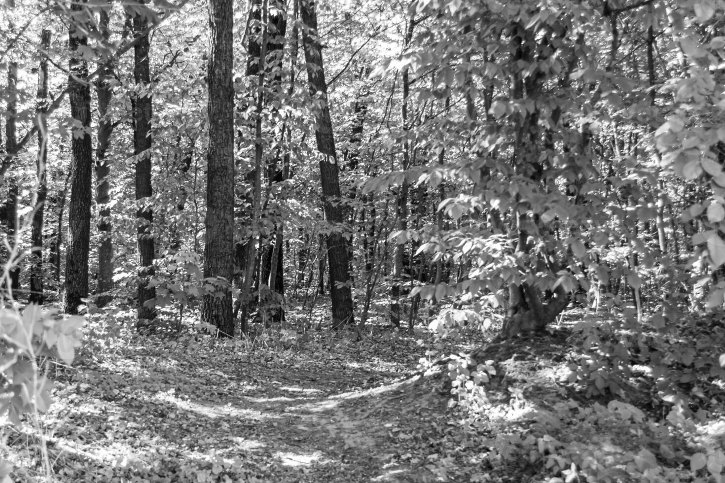 fotografia sobre tema trilha bonita na floresta de folhagem selvagem foto