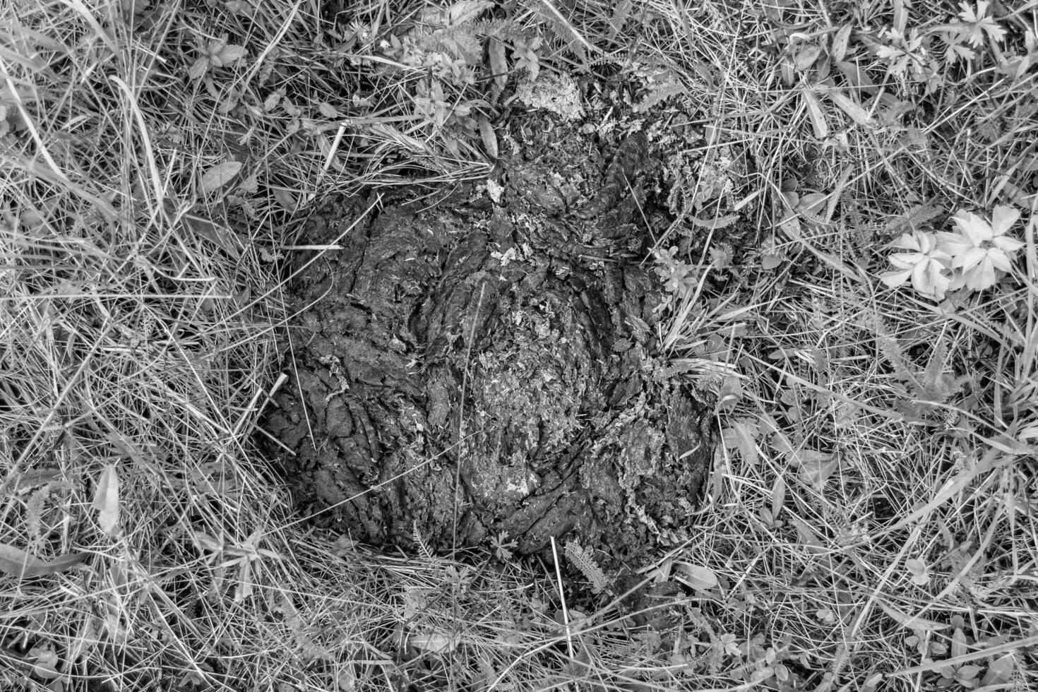 fotografia sobre o tema esterco fresco de vaca fica na fazenda de animais de esterco foto