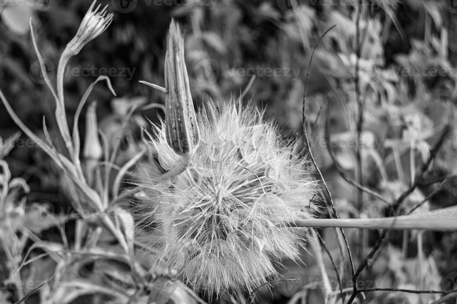 dente-de-leão de sementes de flores silvestres em prado de fundo foto