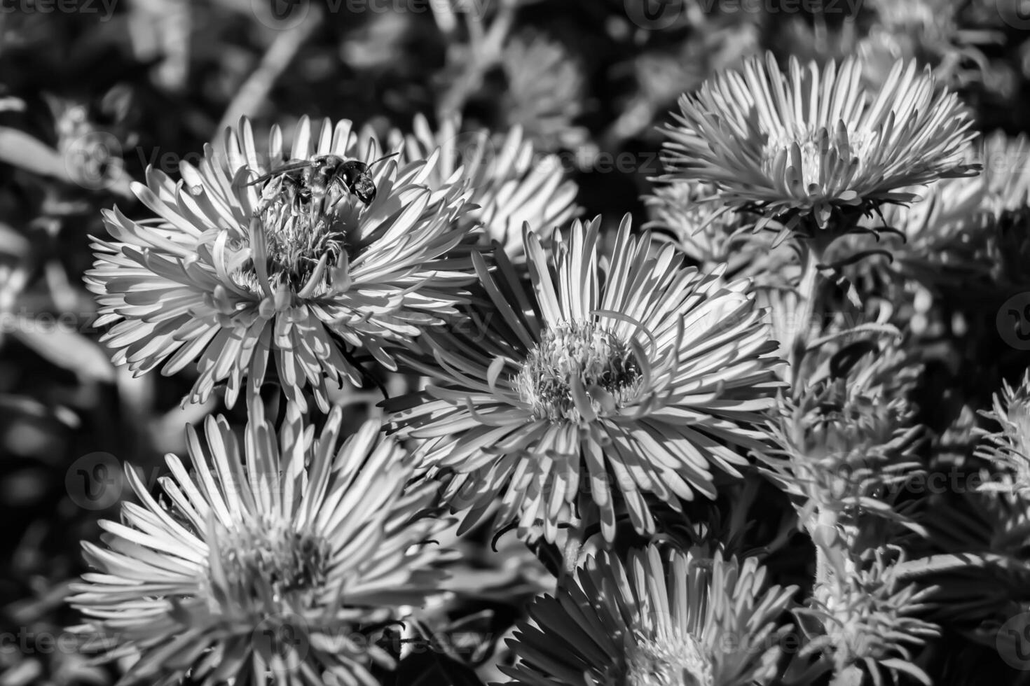 abelha alada linda flor selvagem no prado de folhagem de fundo foto