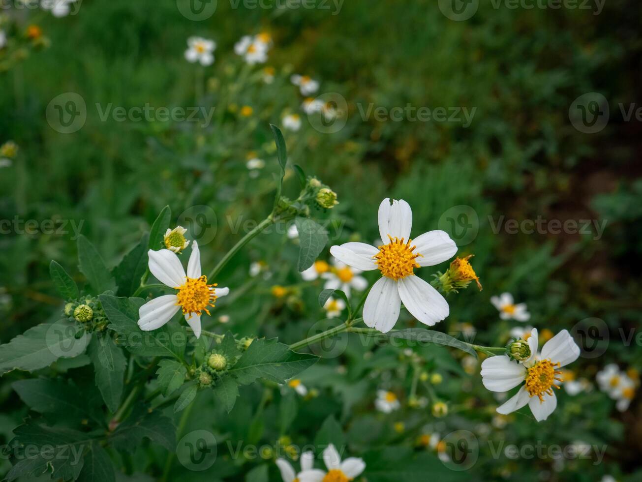 lindo lir flor chamado bidens alba entre a selvagem Relva em a lado do a estrada foto