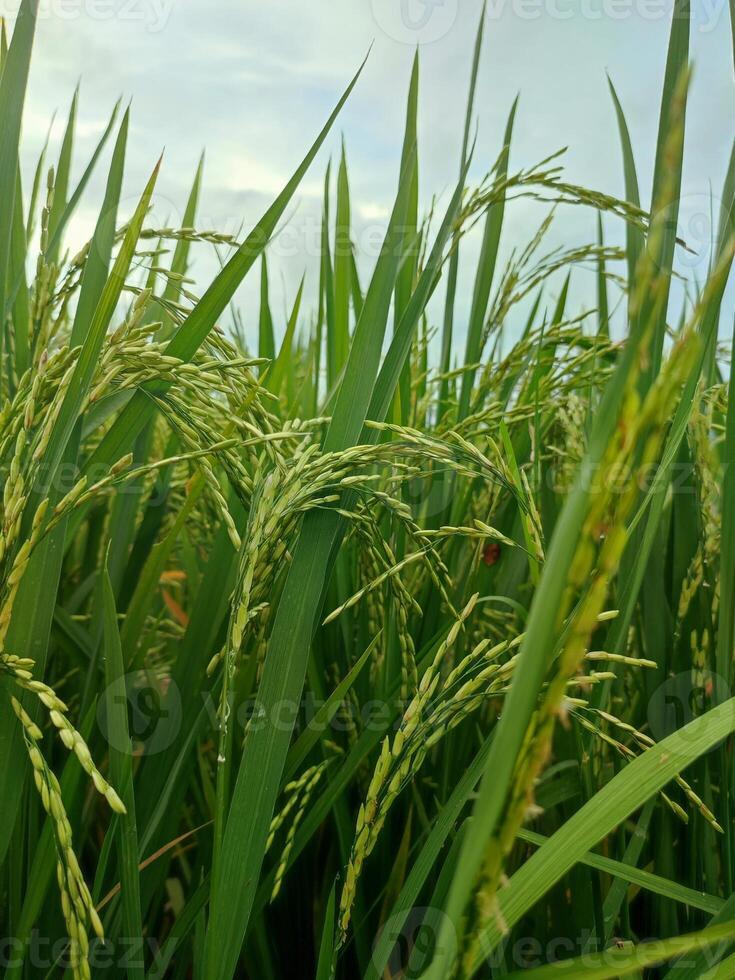 maduro arroz dentro agrícola campo. natural fundo do arroz em agrícola terra. seletivo foco foto