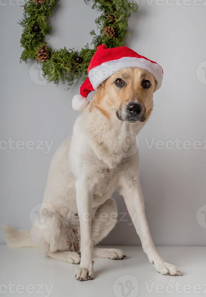 cão pastor sem raça definida com chapéu de papai noel foto