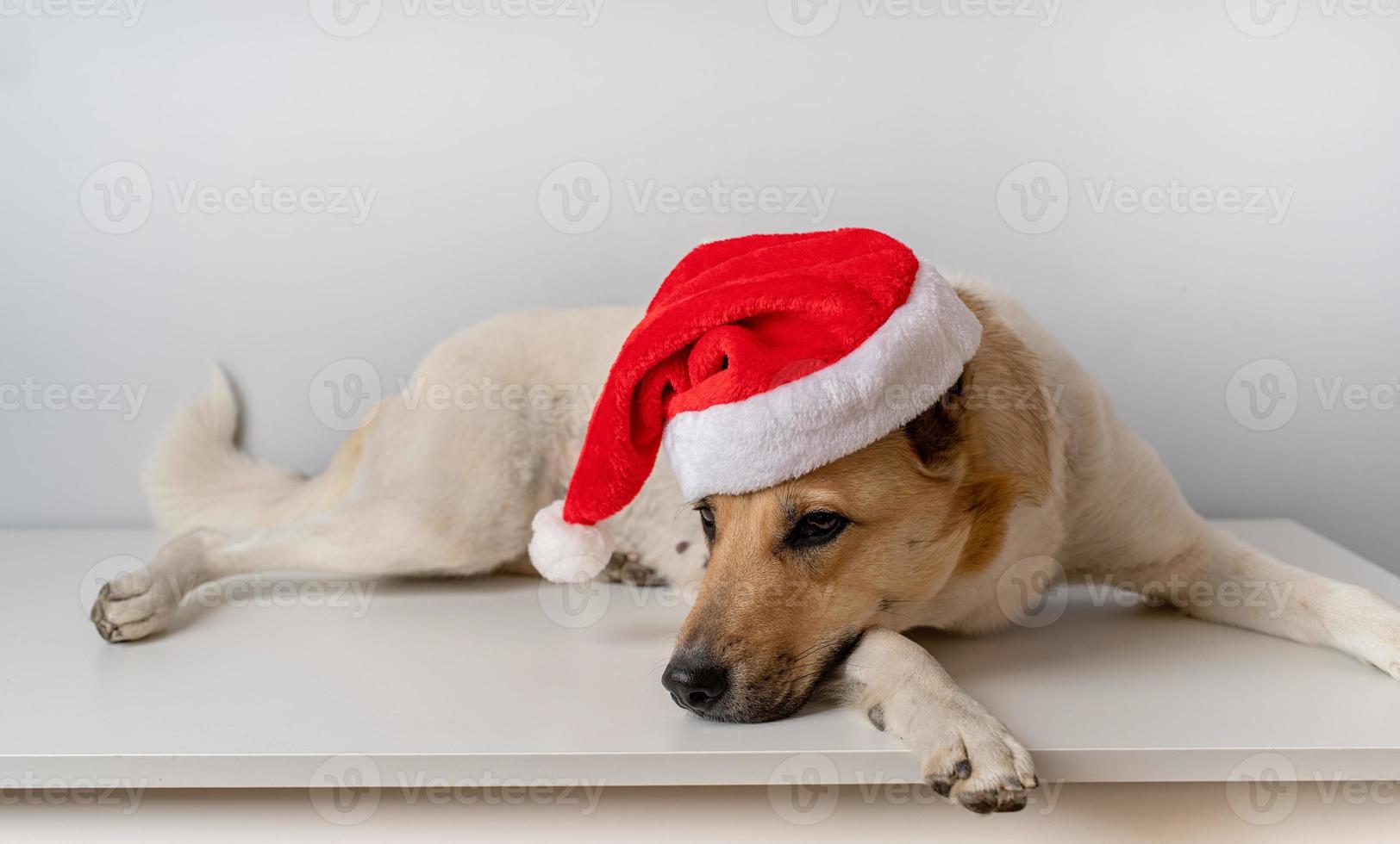 cão pastor sem raça definida com chapéu de papai noel foto