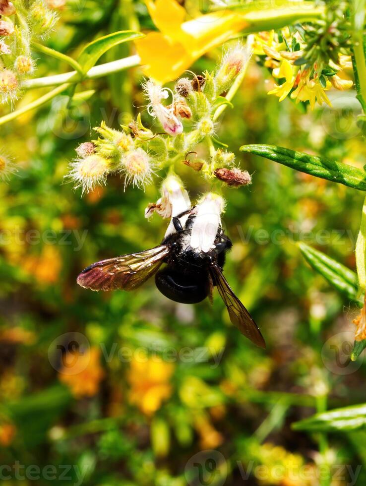 Preto abelha cabeça profundo dentro flor encontro pólen foto