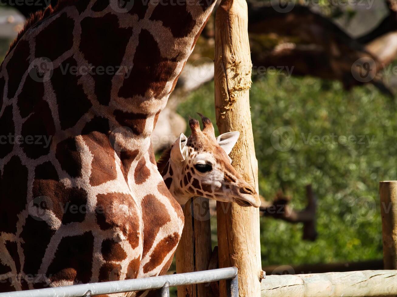 jovem girafa cabeça espreitar Fora do caneta de pais ombro foto