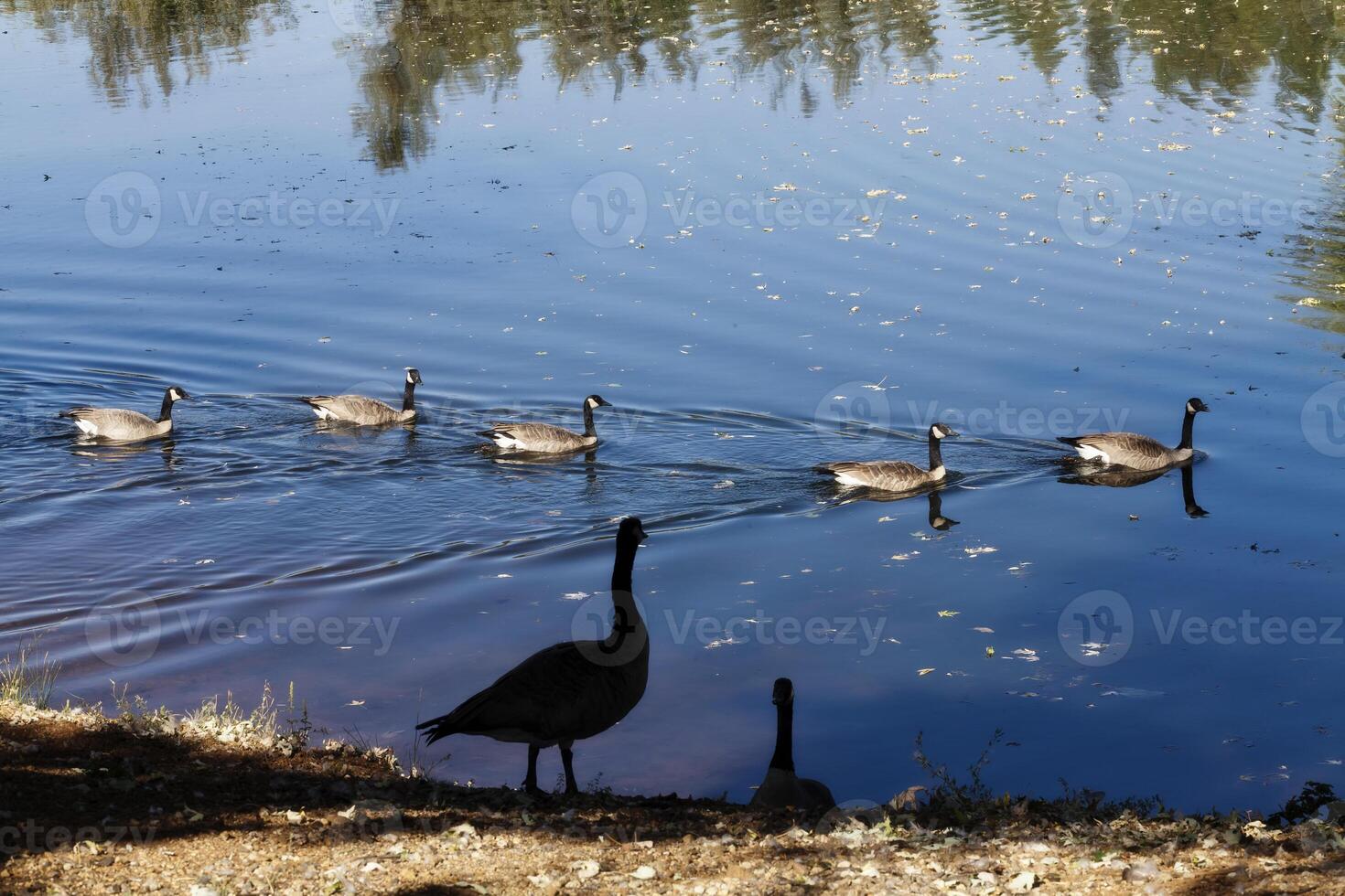 canadense gansos natação dentro lagoa e em costa foto